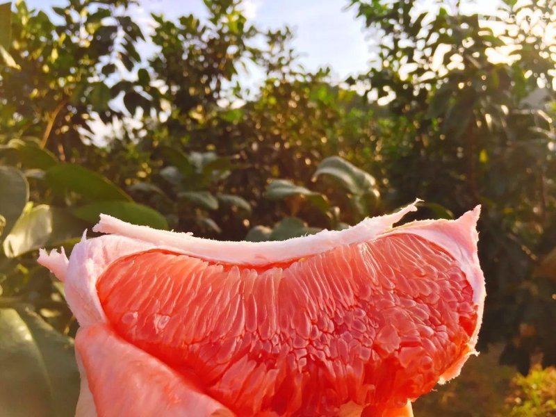 --蜜蜂圈 嚴(yán)格精選紅肉蜜柚一件代發(fā)